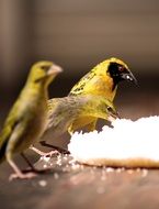 portrait of yellow birds eating bread