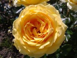 yellow rose in summer in a garden close up