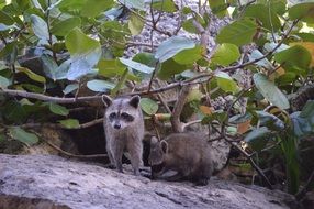 splendiferous raccoon animal