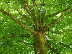 crown of a huge tree like a roof