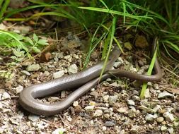 Anguis fragilis or slow worm