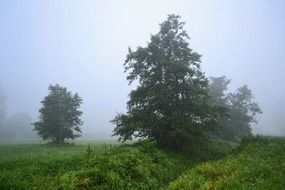 fog over the meadow