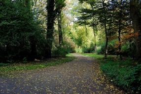 forest trail in autumn