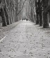 avenue trees tunnel black and white scenery