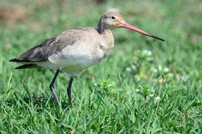 bird wetlands odisha