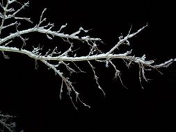 snowy branch at black background