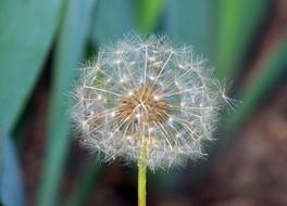 macro picture of the dandelion