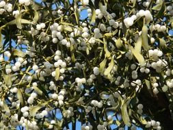 fruits of mistletoe on a tree