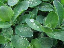 Drops of dew on a beautiful green stonecrop plant