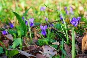 spring wald violet