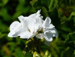 White geranium blossoms