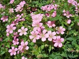 pink geranium flowers with green leaves