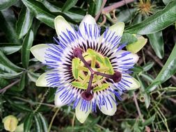 Passiflora blossom close up