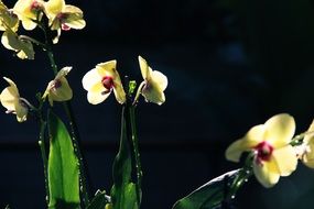 Photo of orchid flowers on a dark background