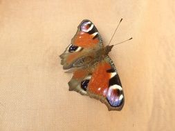 peacock butterfly on beige background