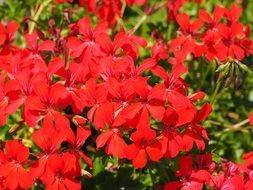 bright red geranium flower plant
