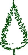 fir tree conifer forest drawing
