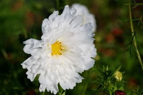 pushy natural white flower