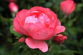 blooming round pink rose in the garden