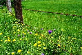 barbed wire fence on flower meadow