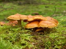 mushrooms in green moss