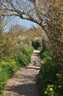 small cozy path in the forest area