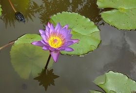 purple waterlily in the flower