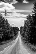 free road through spruce forest, black and white