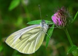 light butterfly on a purple flower close-up