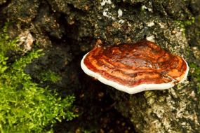 brown flora forest fungi fungus