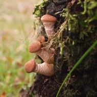 Brown mushrooms on the bark of a tree among the plants