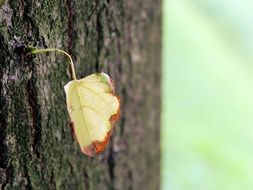 attractive leaf in the tree