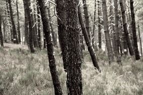 pine forest near the Atlantic coast