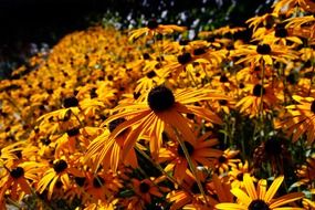 lot of bright yellow echinacea in the bright sun