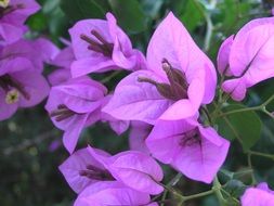 pink bougainvillea flower blooming macro