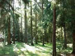 sun rays in a green forest