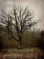 burnt tree in a gloomy landscape