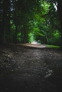 rural road in a dense forest