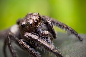 jumping spider, macro