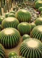 prickly cacti in the desert