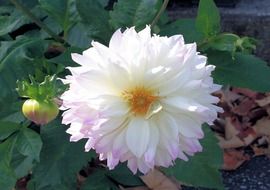 beautiful white summer flower