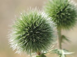 flower green nature ball round