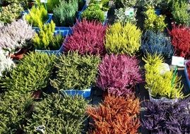 colorful seedlings in a flower shop