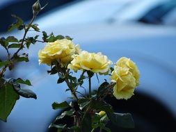 delicate yellow roses in a garden