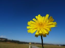 small yellow hawkweed flower