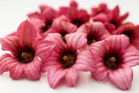 brachychiton bidwillii pink