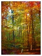 Trees with colorful leaves in the beautiful forest with light in autumn