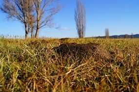 Close-up of the beautiful and colorful field with molehills