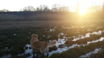 golden retriever at the sunset