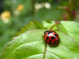 ladybug on a big leaf close up on a blurred background